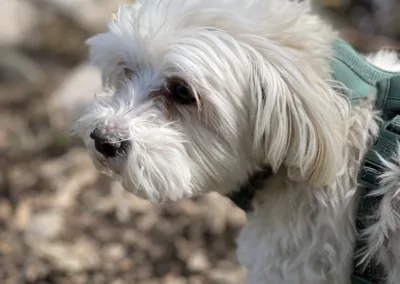 A small white dog wearing a green harness.