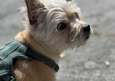 A small dog wearing a green harness.